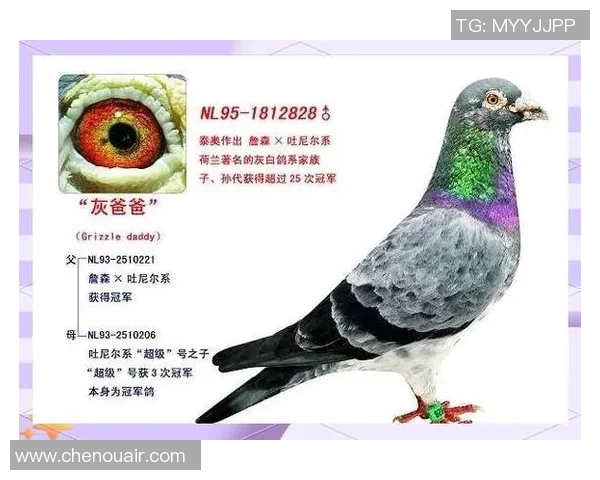 巴西足球传奇黑人明星的辉煌历程与影响力分析